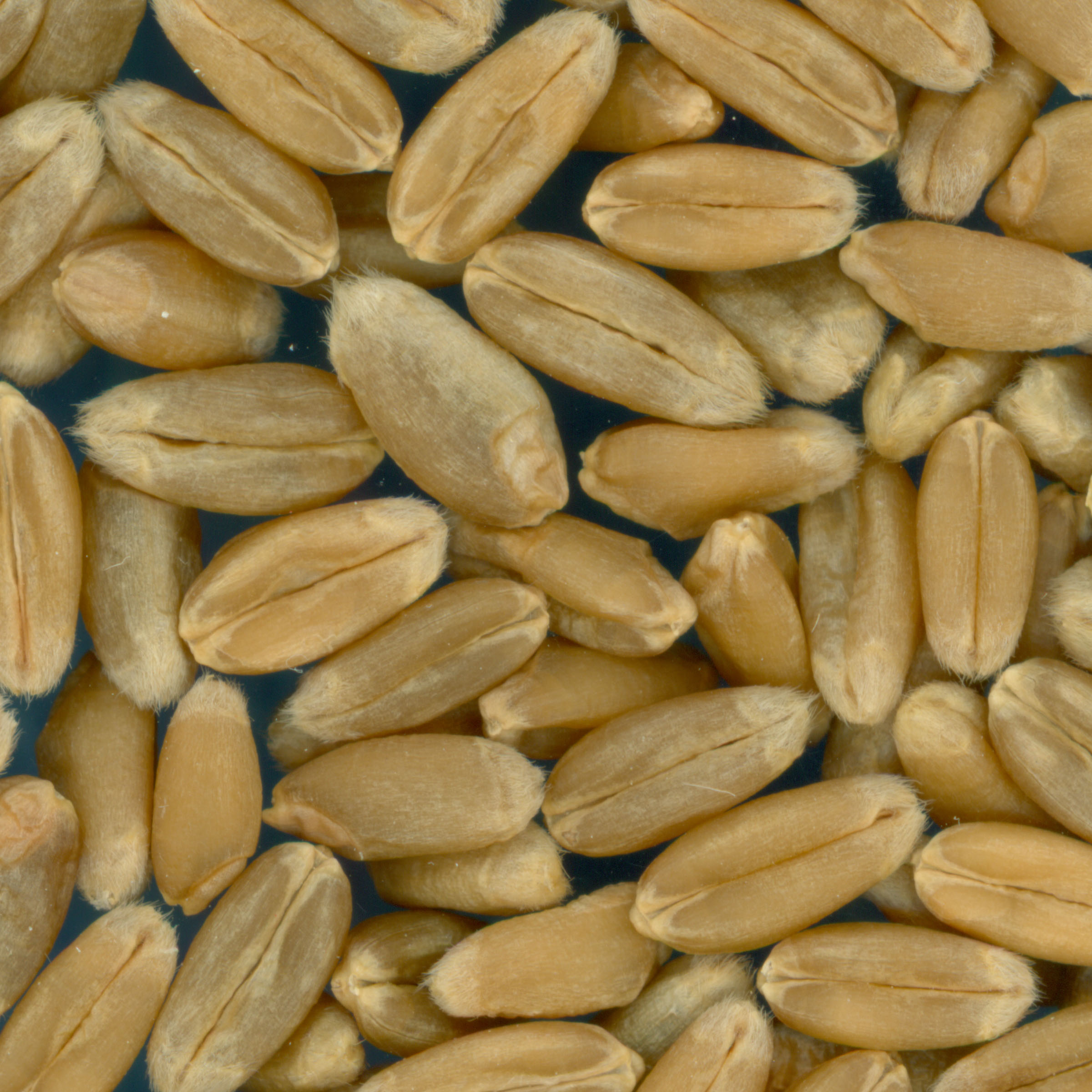 KERNELS